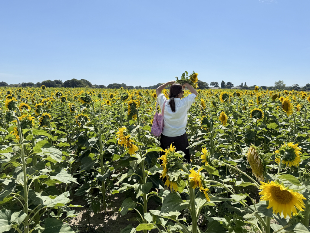 People picking sunflowers at Sam’s Sunflowers on Hayling Island