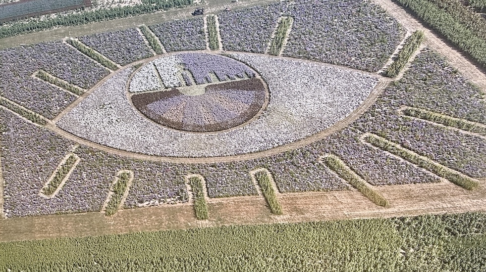 drone shot of My Dog Sighs giant eye at Sam's Sunflowers, Hayling Island