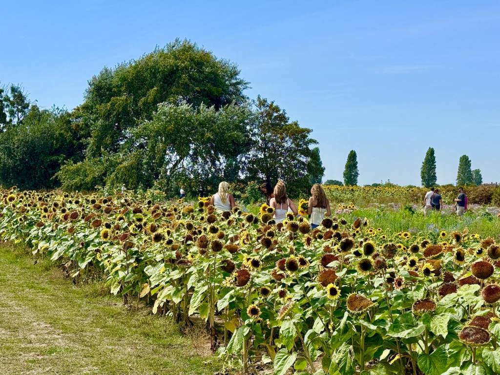 Visitors walking through sunflower fields at Sam’s Sunflowers